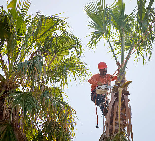 Best Tree Removal Cost  in Livonia, MI